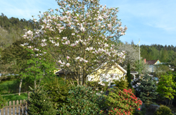 Bl.a. Magnolia i Brita Johanssons barrträdgård i Vargön