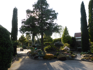 Brita Johanssons barrträdgård i Vargön