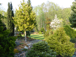 Tall med mera i Brita Johanssons barrträdgård i Vargön