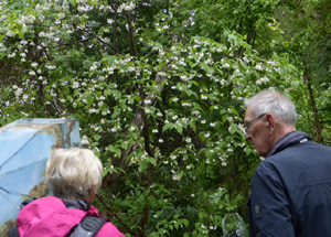 Sommarresa 3 juni 2017 till Värmlandsnäs - Snödroppsträd i Bertil Larssons trädgård i Dals Rostock