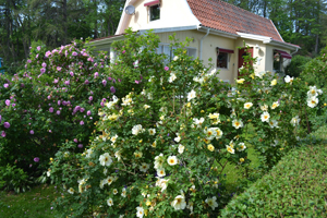 Besök hos Källdalens rosor på Kinnekulle