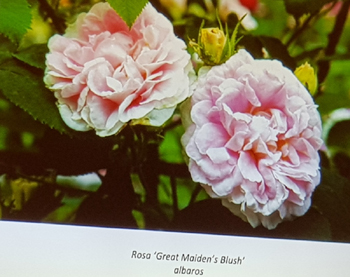 Rosa Great Maidens blush