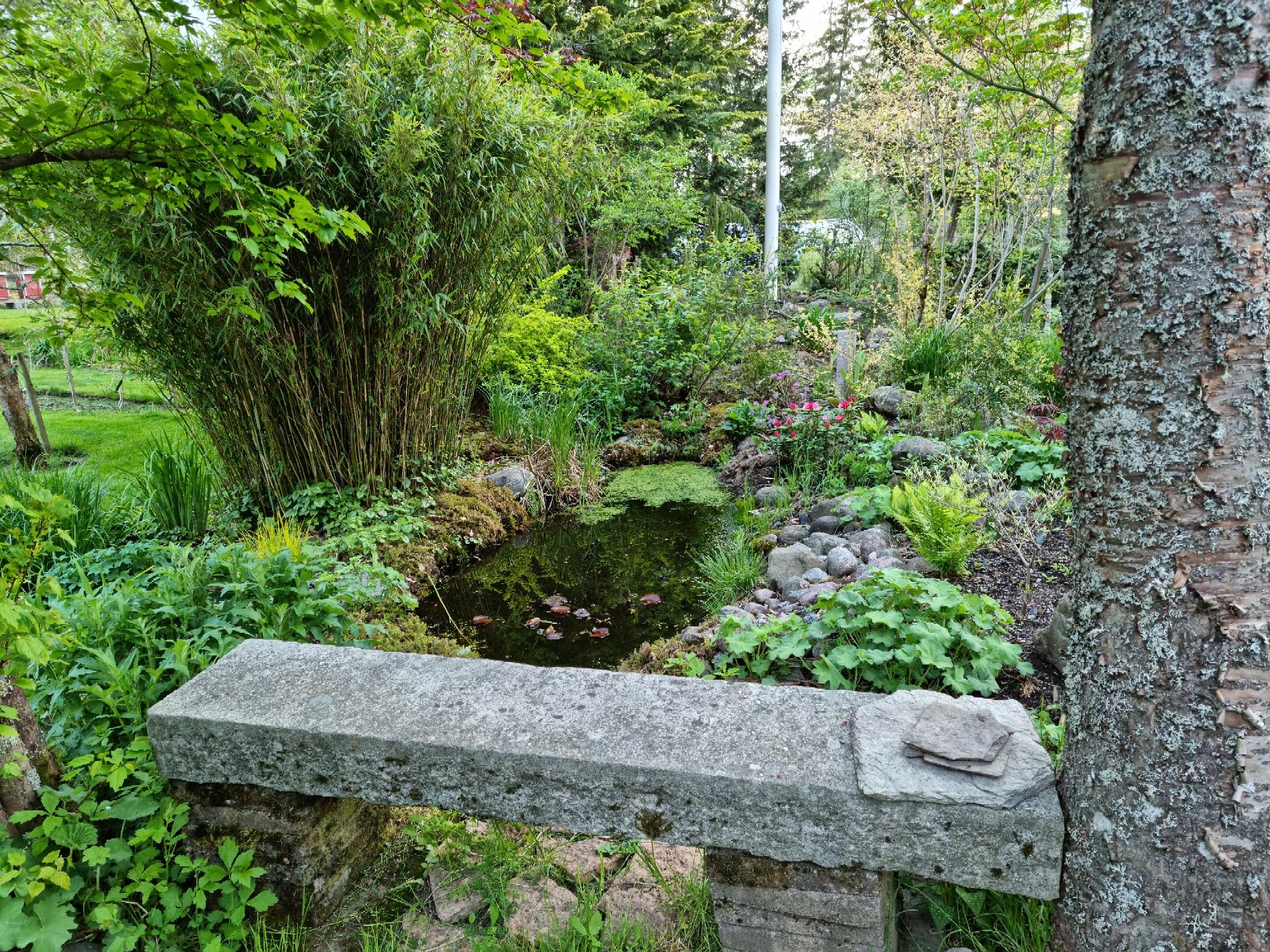 En stenbänk och en damm i Roger Patrikssons trädgård vid visning i tre trädgårdar den 22 maj 2022.