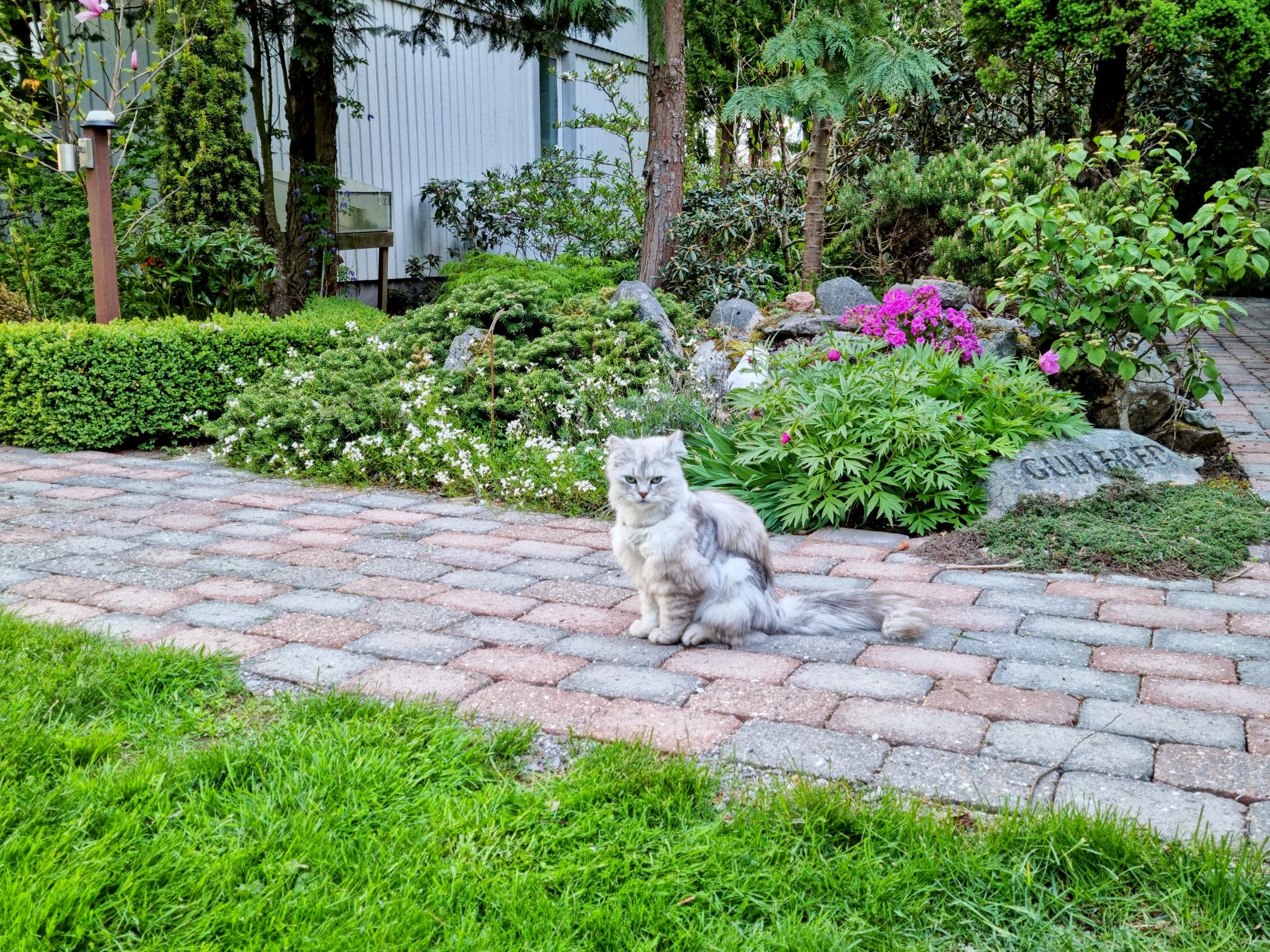 En levande prydnad, en katt sitter framför en plantering i Roger Patrikssons trädgård vid visning i tre trädgårdar den 22 maj 2022.