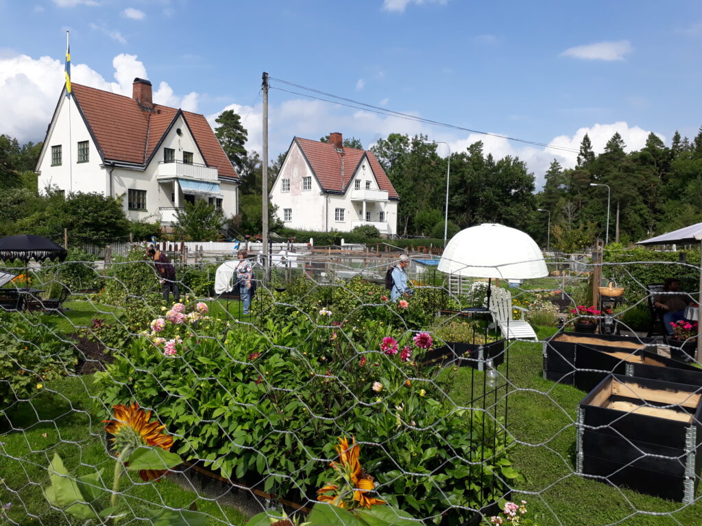 Trädgårdsvisning på Västergärdets odlingslotter