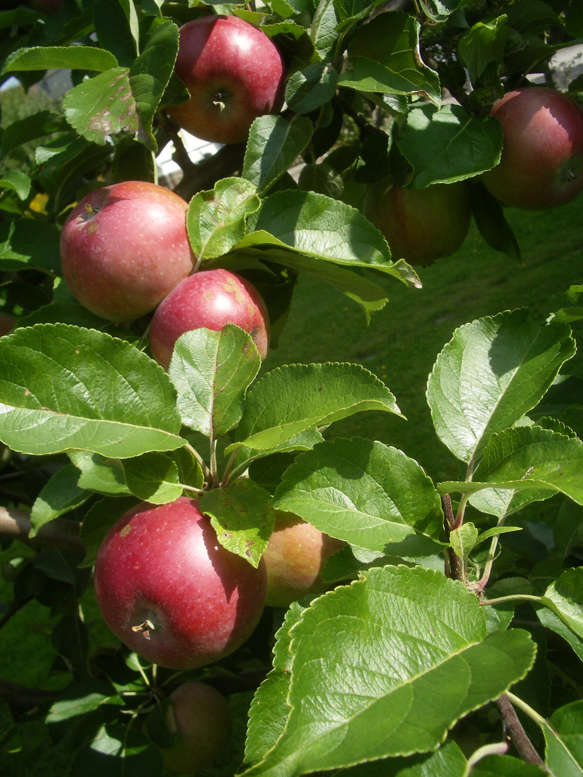 Äpplets dag Fristorps gård 7 okt 2023