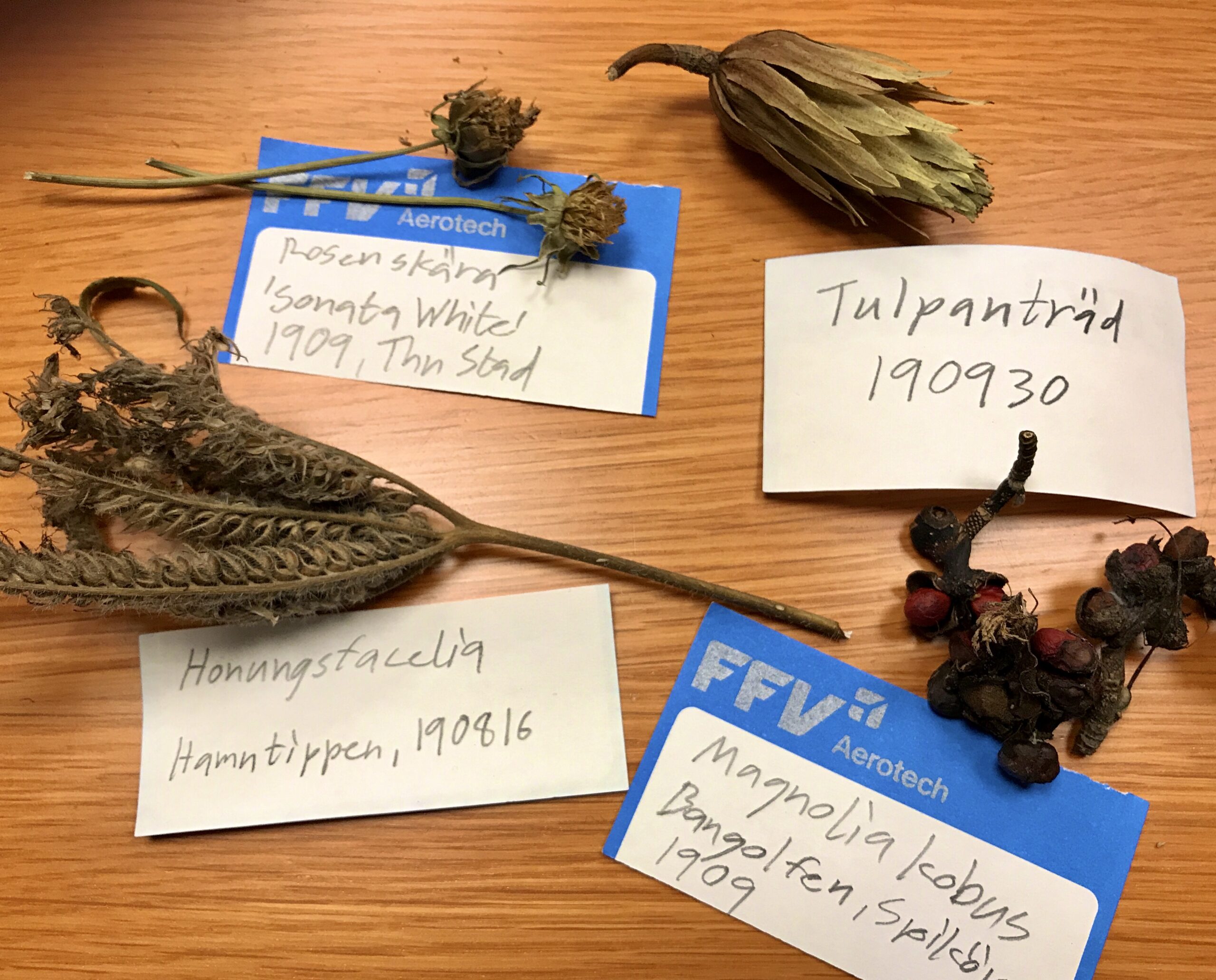 Fyra olika fröer som var med på vår fröbytesträff 2019
